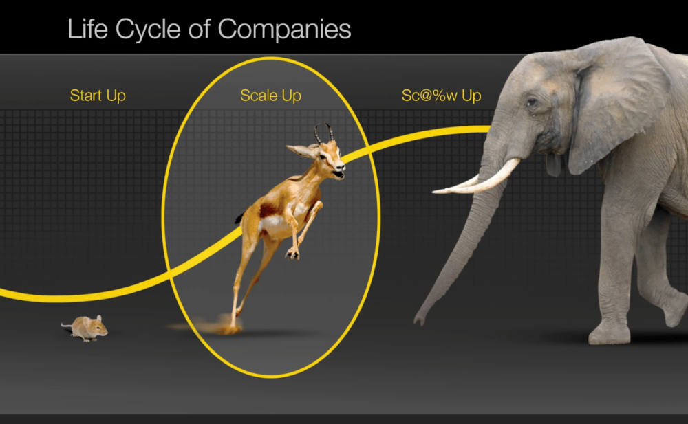 Gazelle Life Cycle of a Company