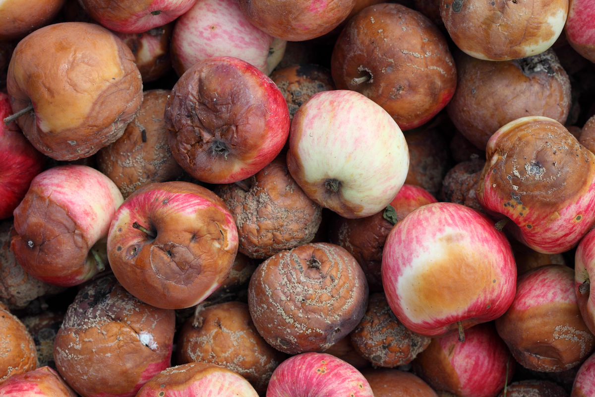 what to do with apples that are going bad