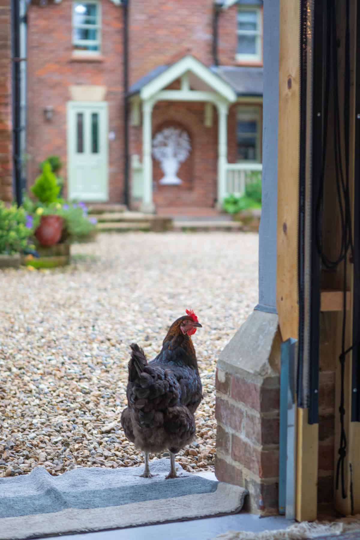 A hen in the doorway at Monkhouse and Company farm, the home of Rockefeller Habits coaching in the UK